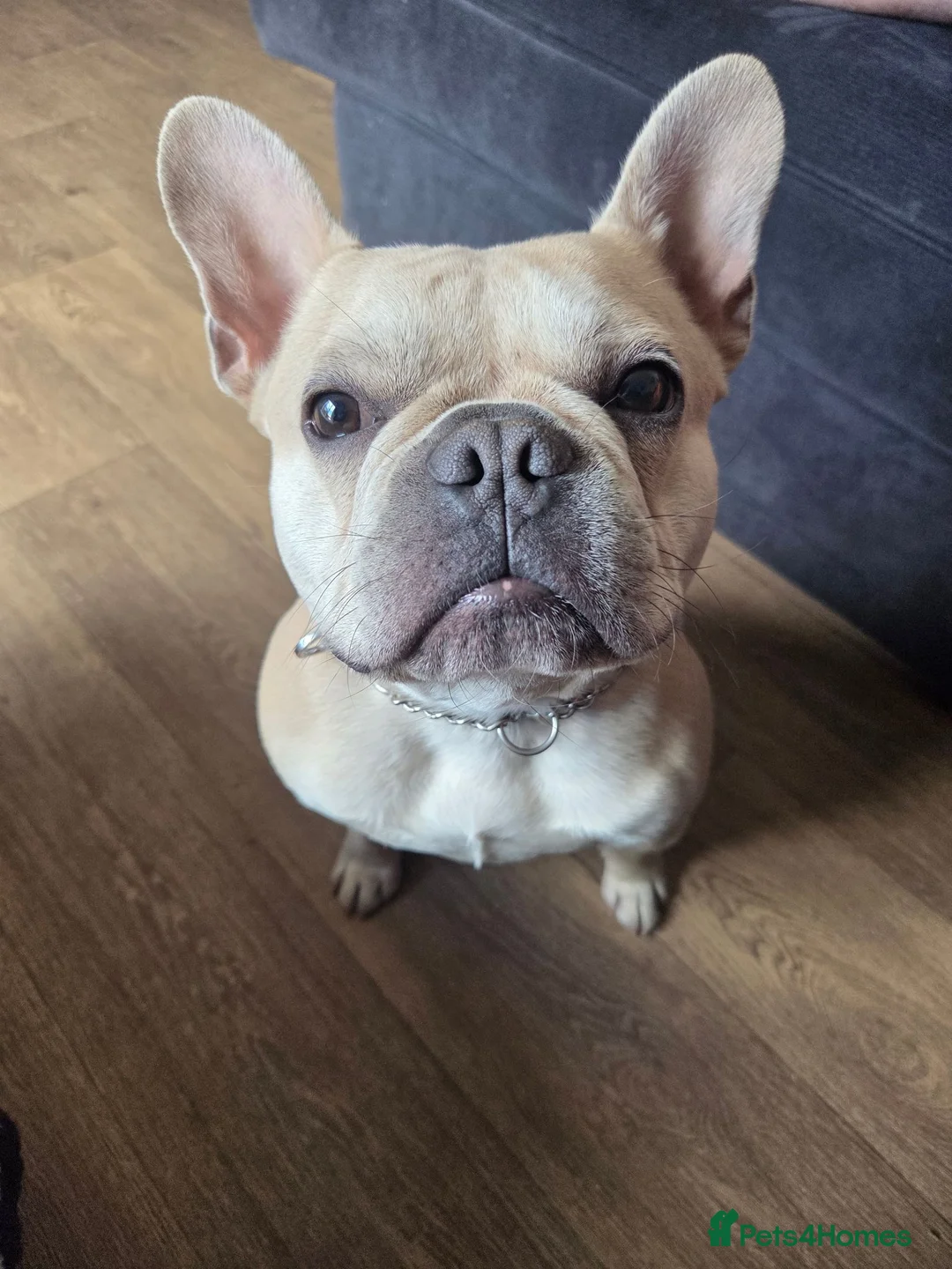 French Bulldog dogs for stud: Male french bulldog for stud  - Advert 1