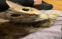 Maine Coon cats for sale: 10 month old female Mainecoon  - Image 4