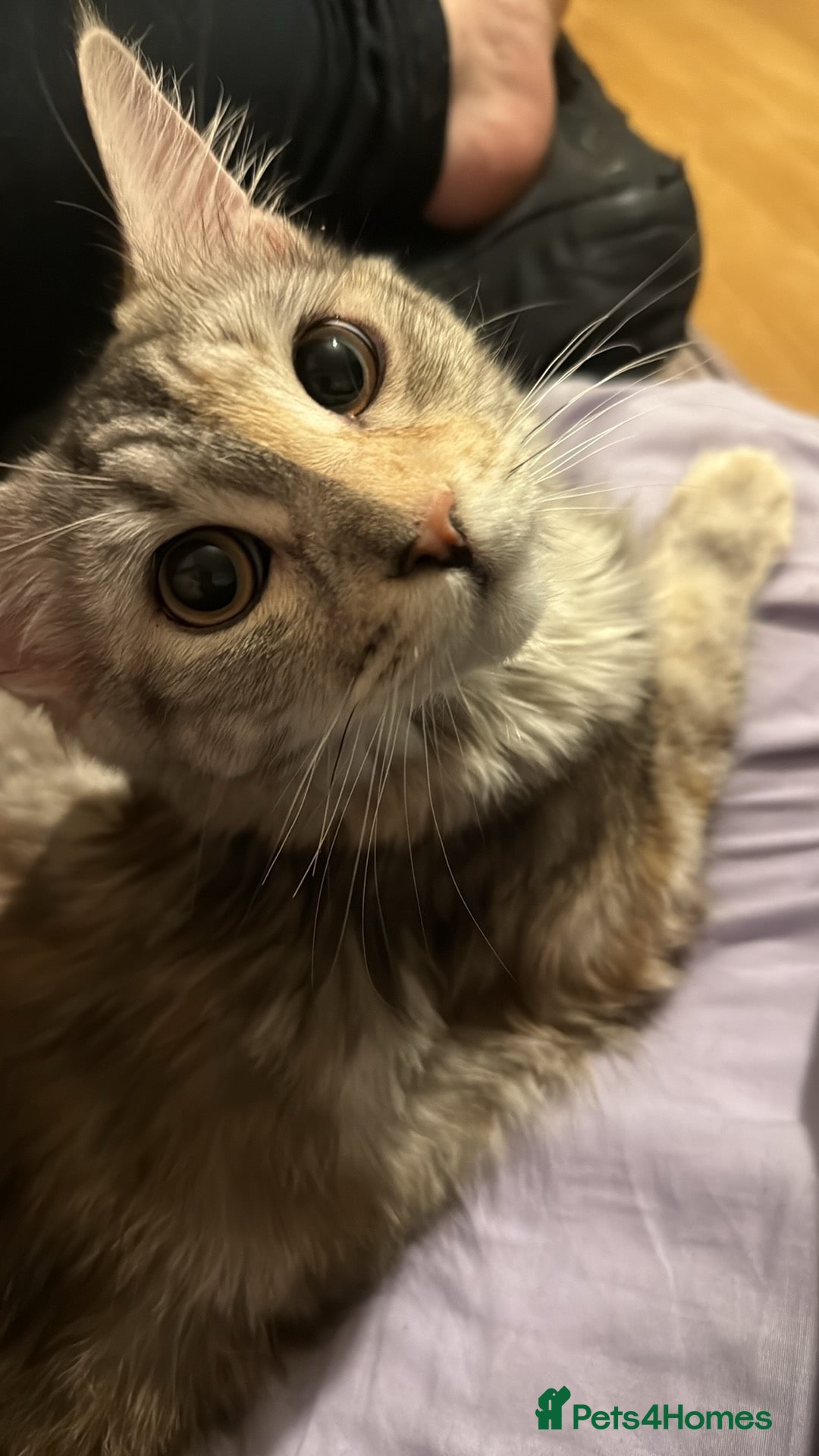 Maine Coon cats for sale: 10 month old female Mainecoon  - Image 4