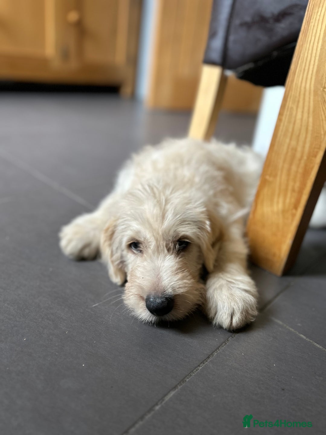 Labradoodle dogs for sale: Gorgeous labradoodle puppy  - Image 9