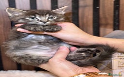 Ragdoll cats for sale: 🌙 Grey Ghost Kittens🎃 – Ragdoll × Tabby 🐾 - Image 7