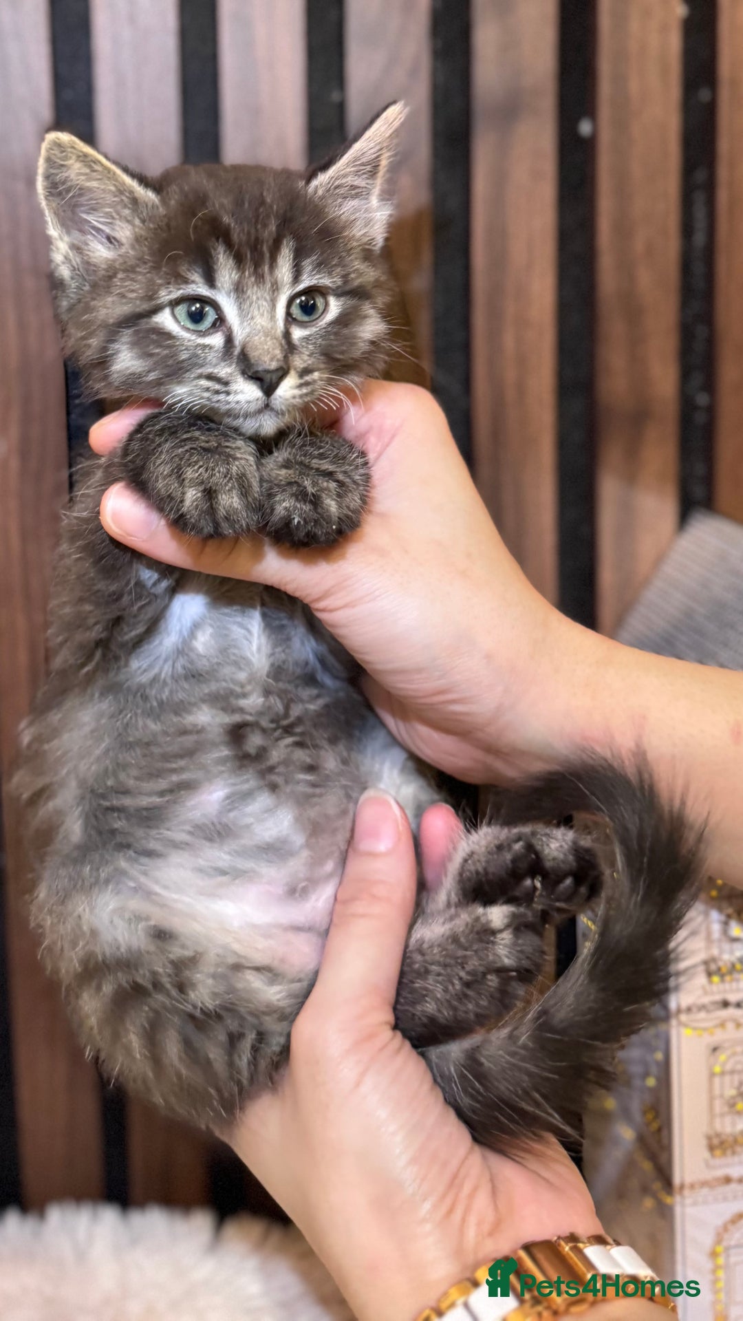 Ragdoll cats for sale: 🌙 Grey Ghost Kittens🎃 – Ragdoll × Tabby 🐾 - Image 7