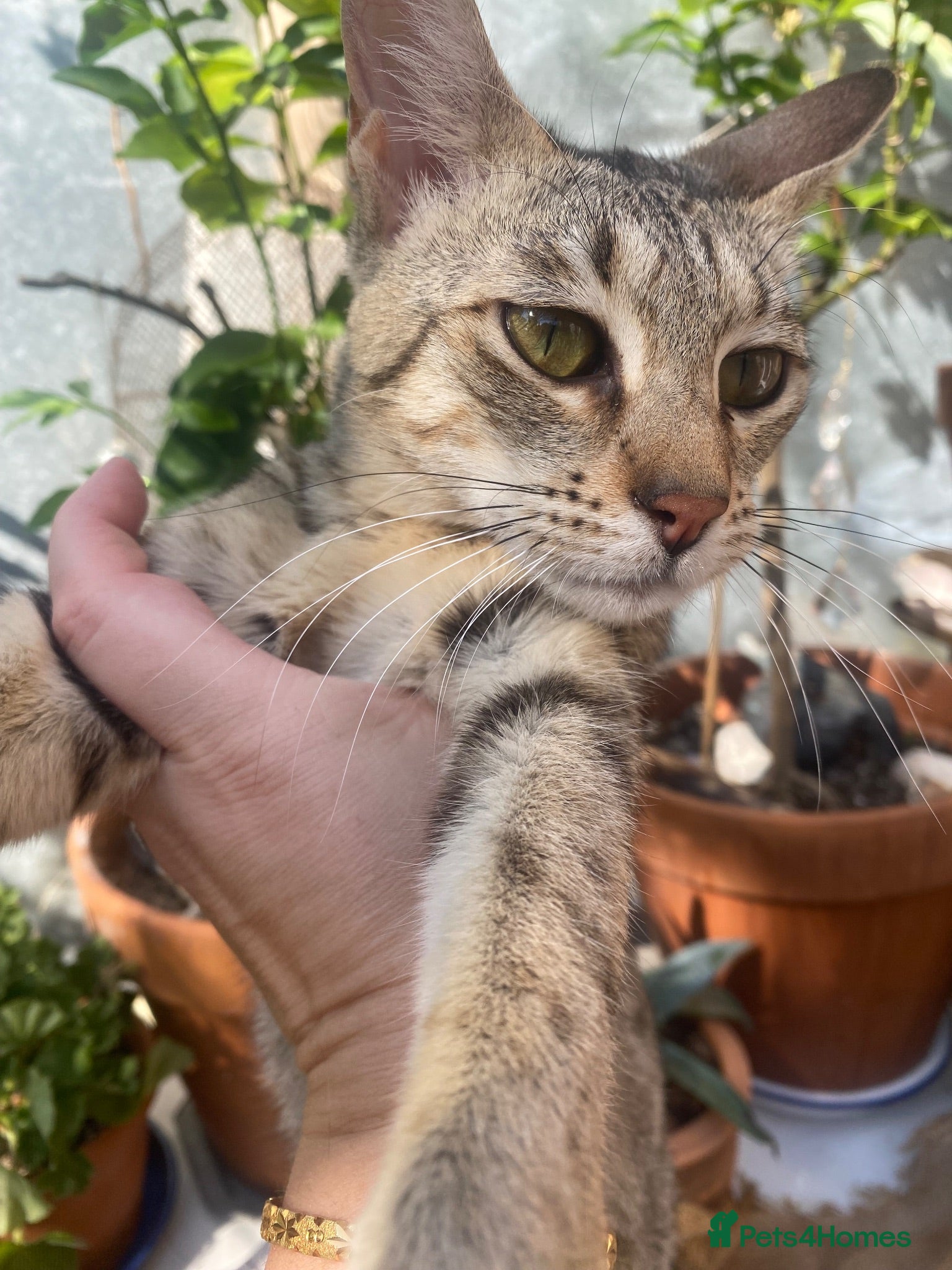 Savannah cats for sale: FULL PEDIGREE SAVANNAH girl KITTEN F5 SBT - Advert 2