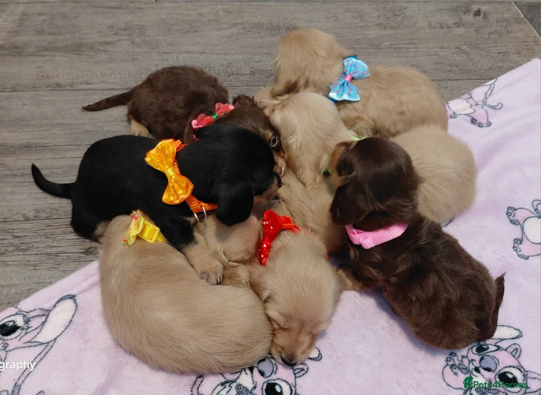 Miniature Dachshund dogs for sale: Sweetest Longhaired/One S.Haired Mini's 🤎🐾 - Advert 7