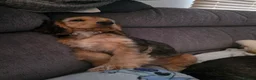 Cocker Spaniel dogs for sale: English Cocker Spaniel Puppies - Advert 3