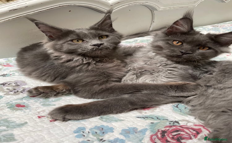 Maine Coon cats - Advert 2