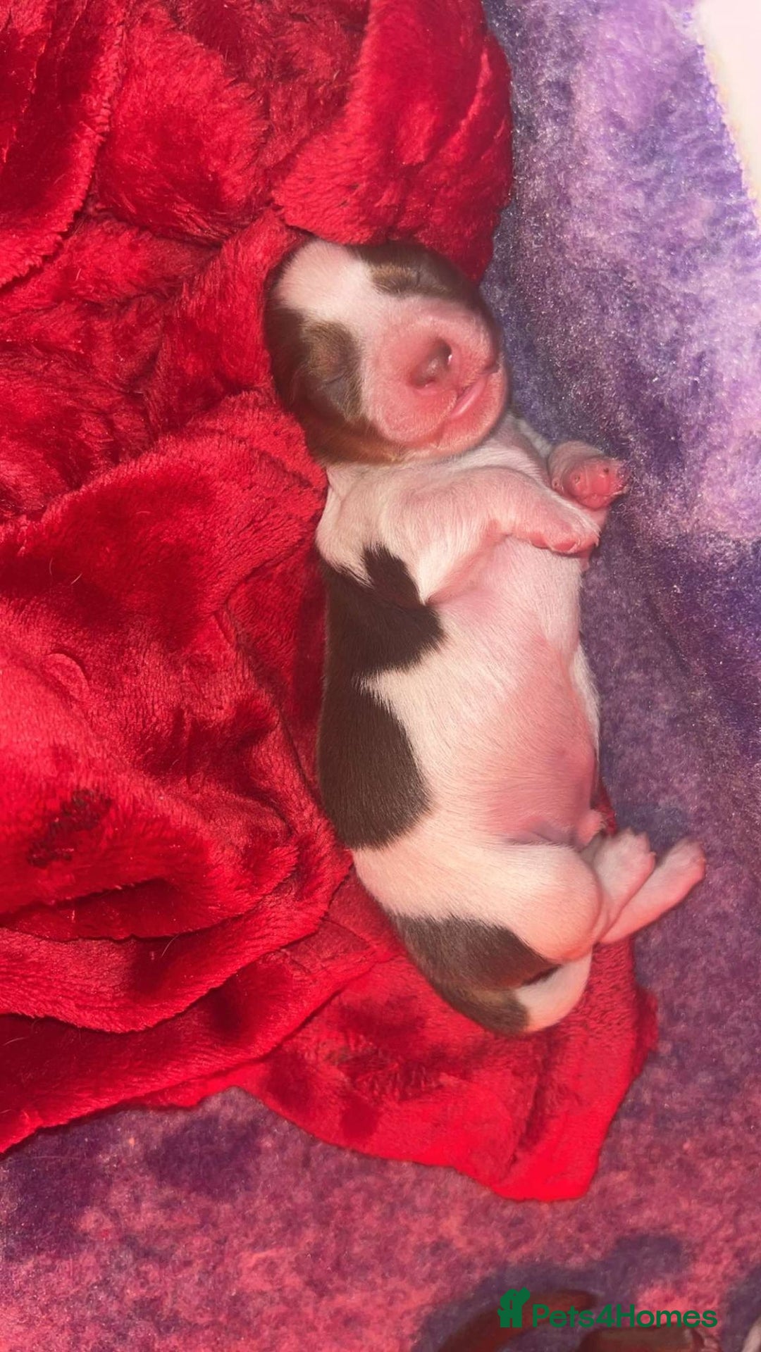 Miniature Dachshund dogs for sale: KC Reg Long-Haired Miniature Dachshund Puppies  - Advert 12