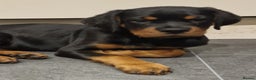 Rottweiler dogs for sale: Quality KC Rottweilers - Advert 17