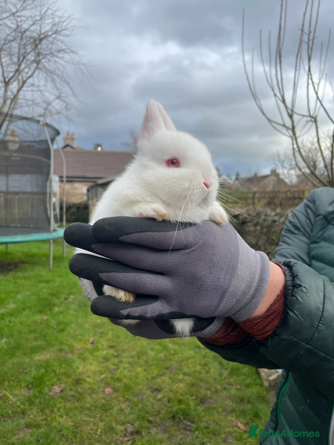 Netherland Dwarf rabbits for sale: Netherland Dwarf x1 - Advert 3