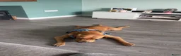 Labrador Retriever dogs for sale: Buddy,  fox red Labrador  in South Shields - Advert 3