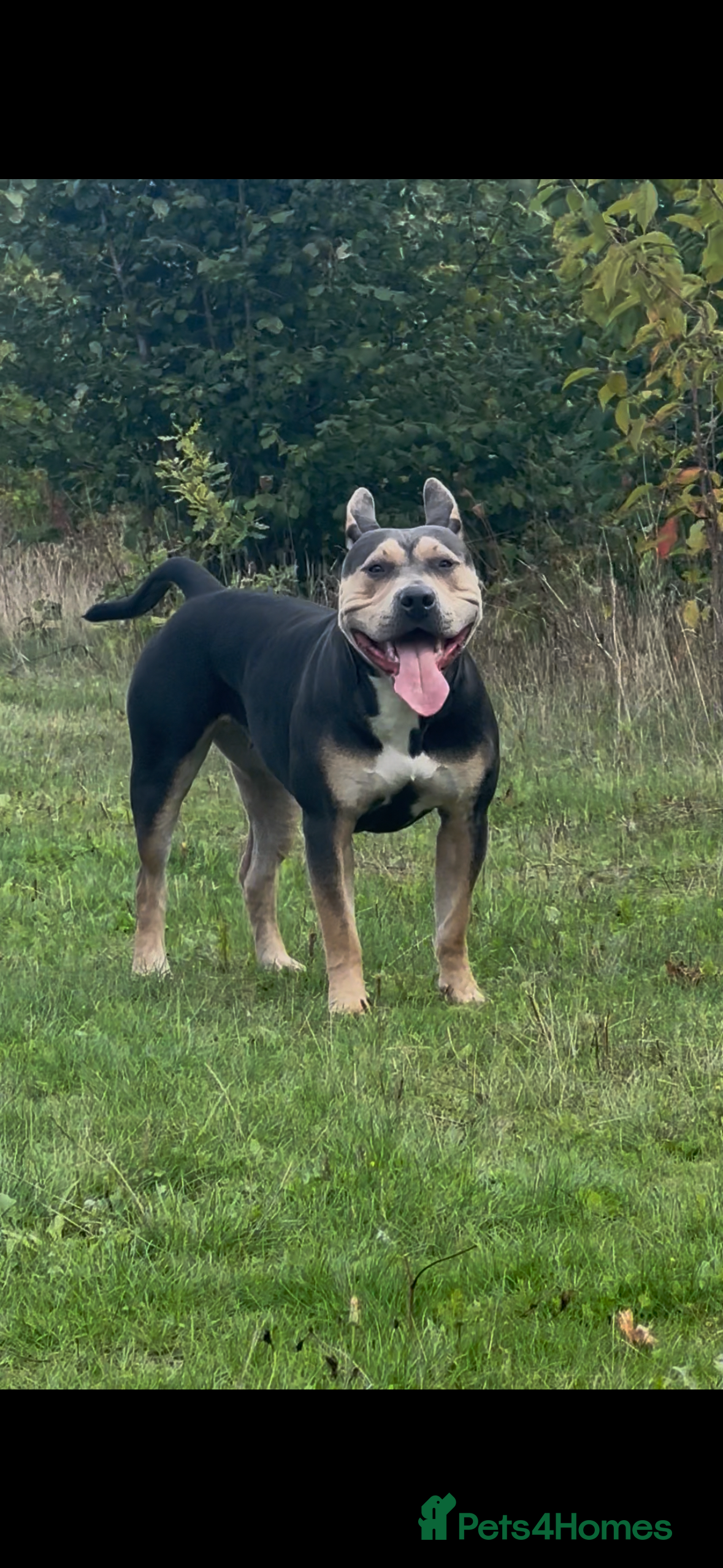 Mixed Breed dogs 1.6‑year‑old female, half Mastiff, half Staffy - Advert 2