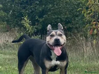 Mixed Breed dogs 1.6‑year‑old female, half Mastiff, half Staffy - Advert 2