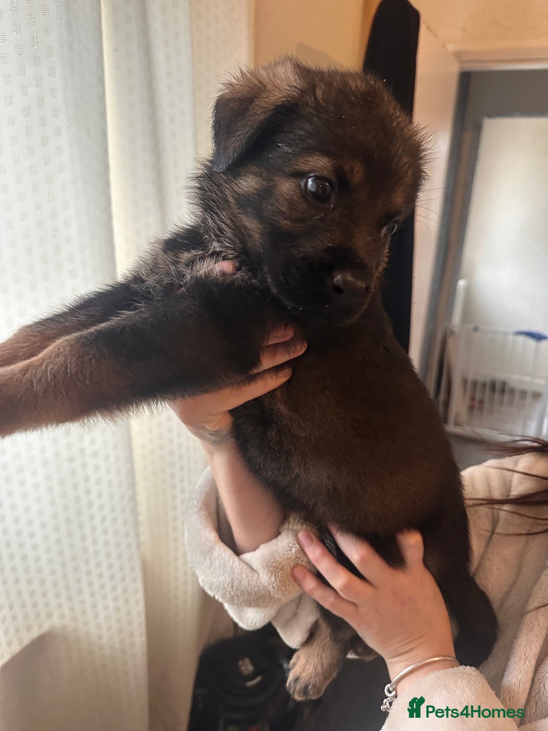 Mixed Breed dogs for sale: Shepweiller Puppies (8/10/25) REDUCED! - Advert 24