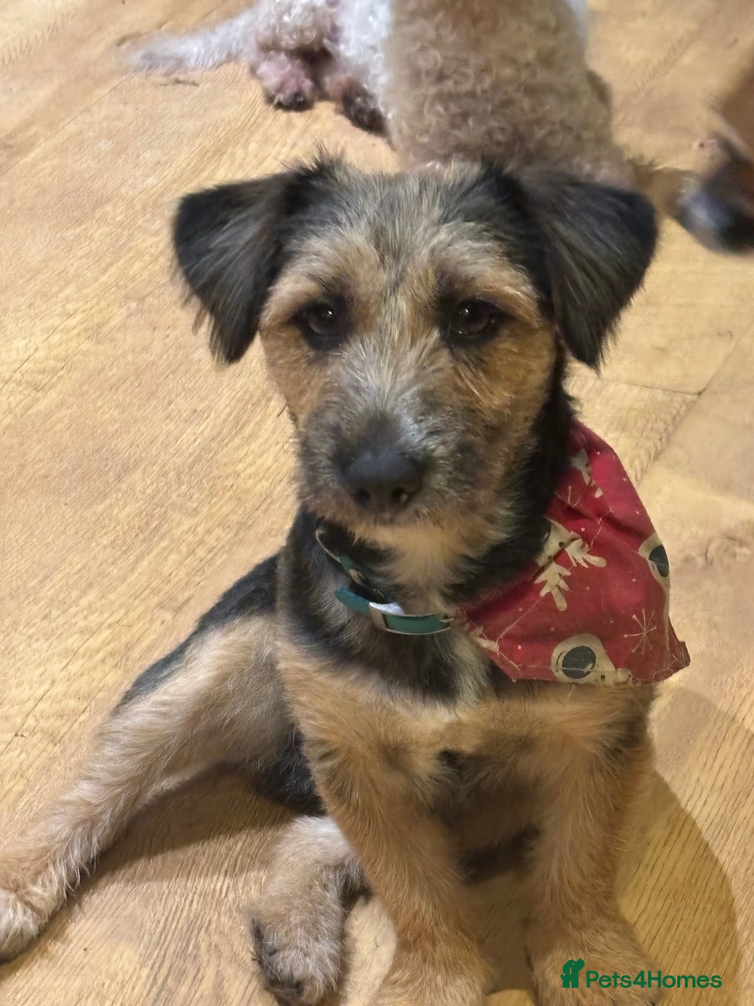 Mixed Breed dogs for sale: Gorgeous little teddy bear  - Advert 4