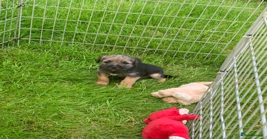 Border Terrier dogs - Advert 3