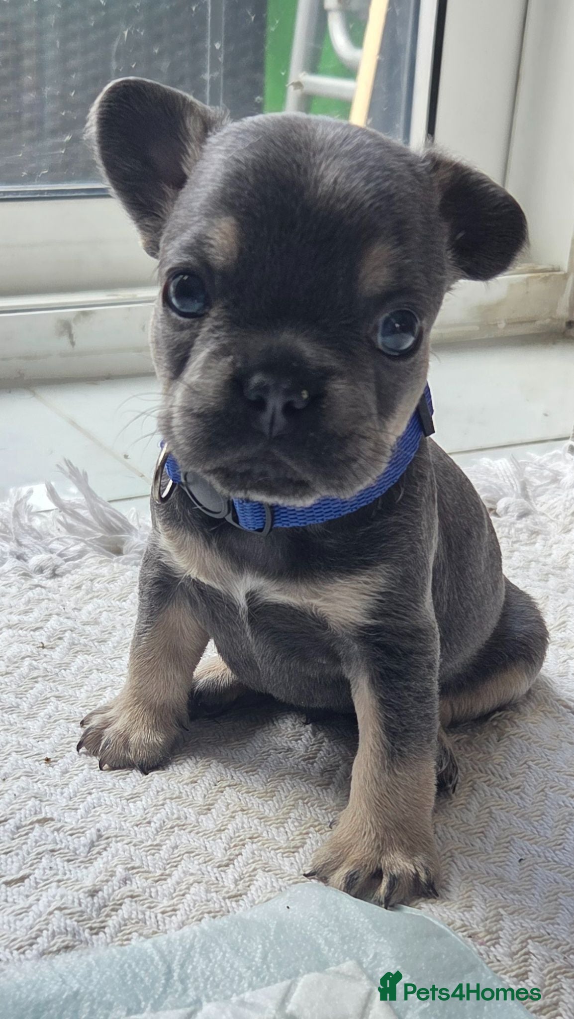 French Bulldog dogs 3 week old frenchies - Advert 14