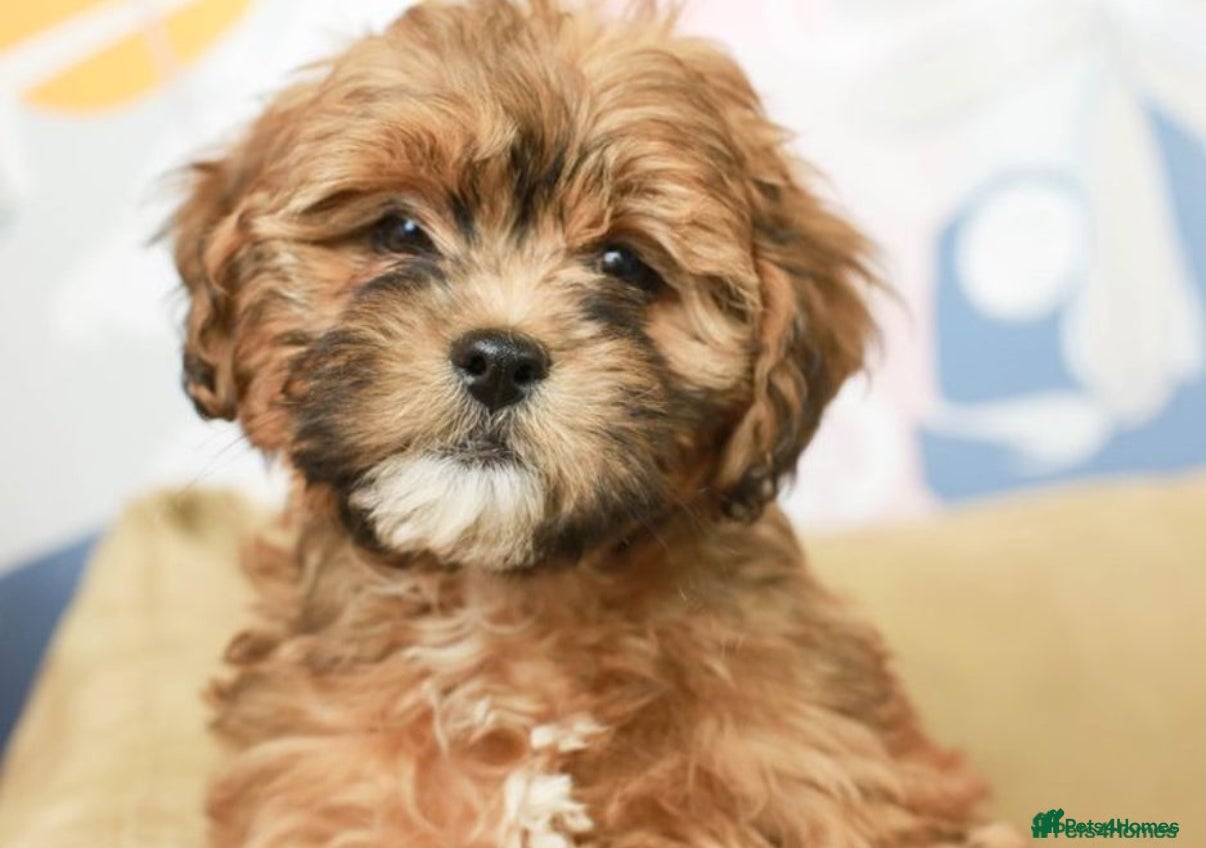 Lhasapoo dogs Lhasapoo puppies  - Advert 1