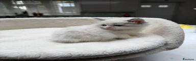 Ragdoll Kitten 1