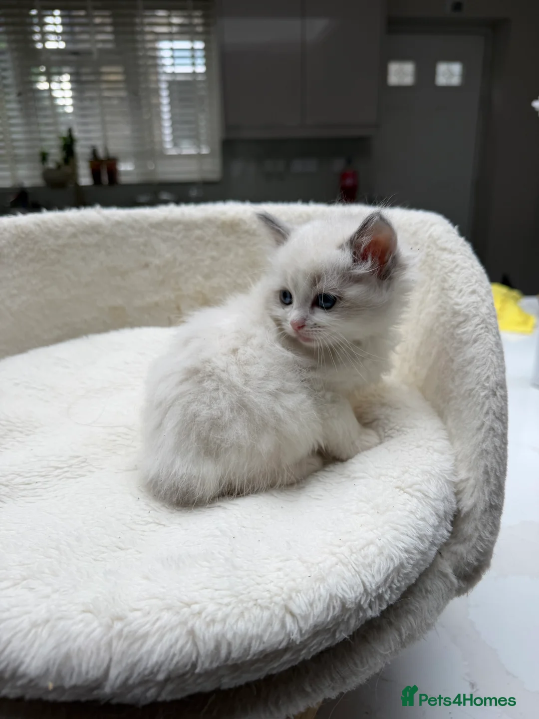 Ragdoll cats for sale: Beautiful Ragdoll Kittens – 3 Females & 2 Males - Advert 10