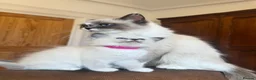 Ragdoll cats for sale: GCCF PEDIGREE RAGDOLL KITTENS - Advert 6