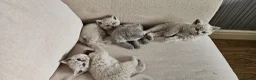 British Shorthair cats for sale: GCCF BSH Lovely Kittens - Advert 17
