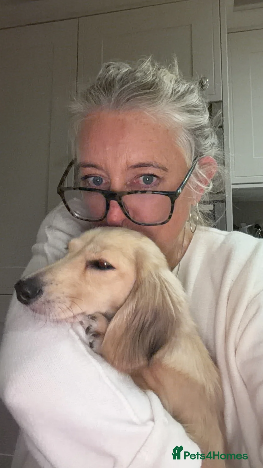 Dachshund dogs for sale: Long haired miniature  - Advert 9