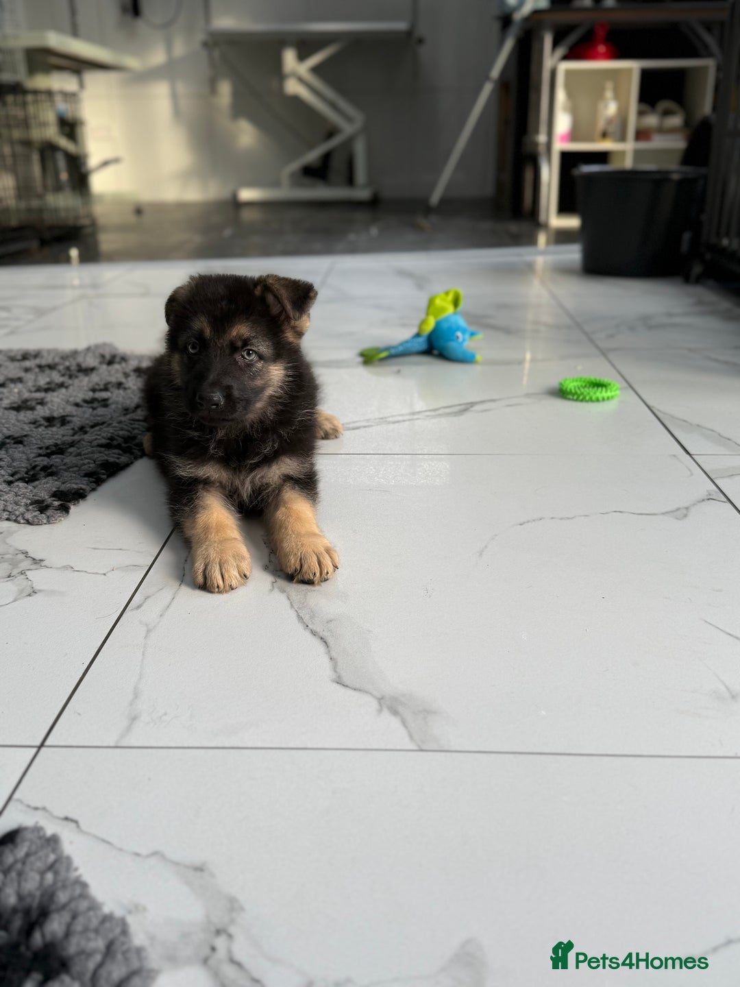 German Shepherd dogs for sale: ❤️KC HEALTH TESTED PARENTS ❤️ - Image 7