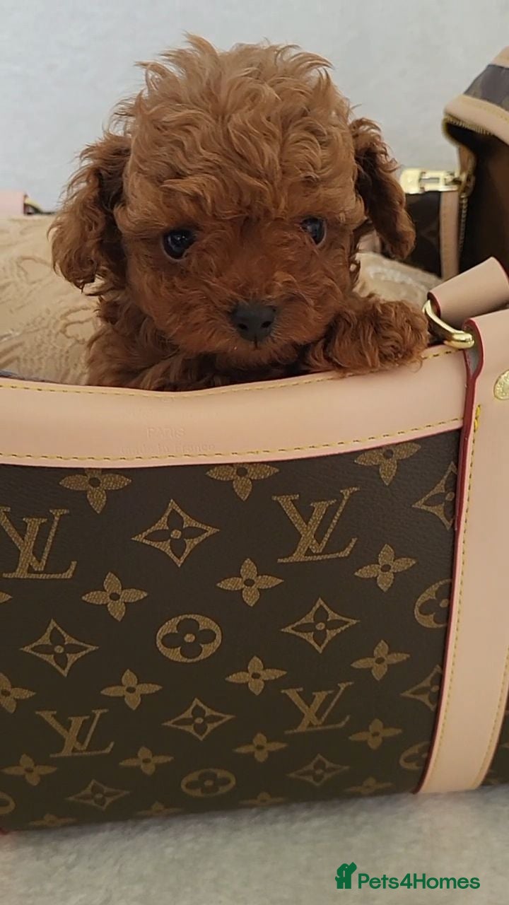 Toy Poodle dogs Exclusive Asian Toy Poodle Boys – 3 Available - Advert 1