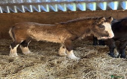 Irish Cob horses for sale: Super small, super quality mini coblets - Image 1