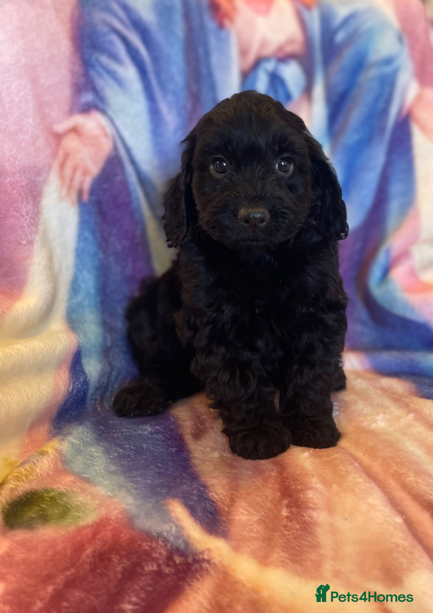 Cockapoo dogs Licenced breeder Beautiful F1 cockapoos  - Advert 1