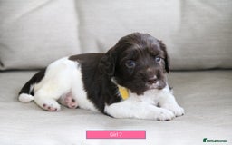 English Springer Spaniel dogs for sale: Health Tested English Springer Spaniel Puppies - Image 15