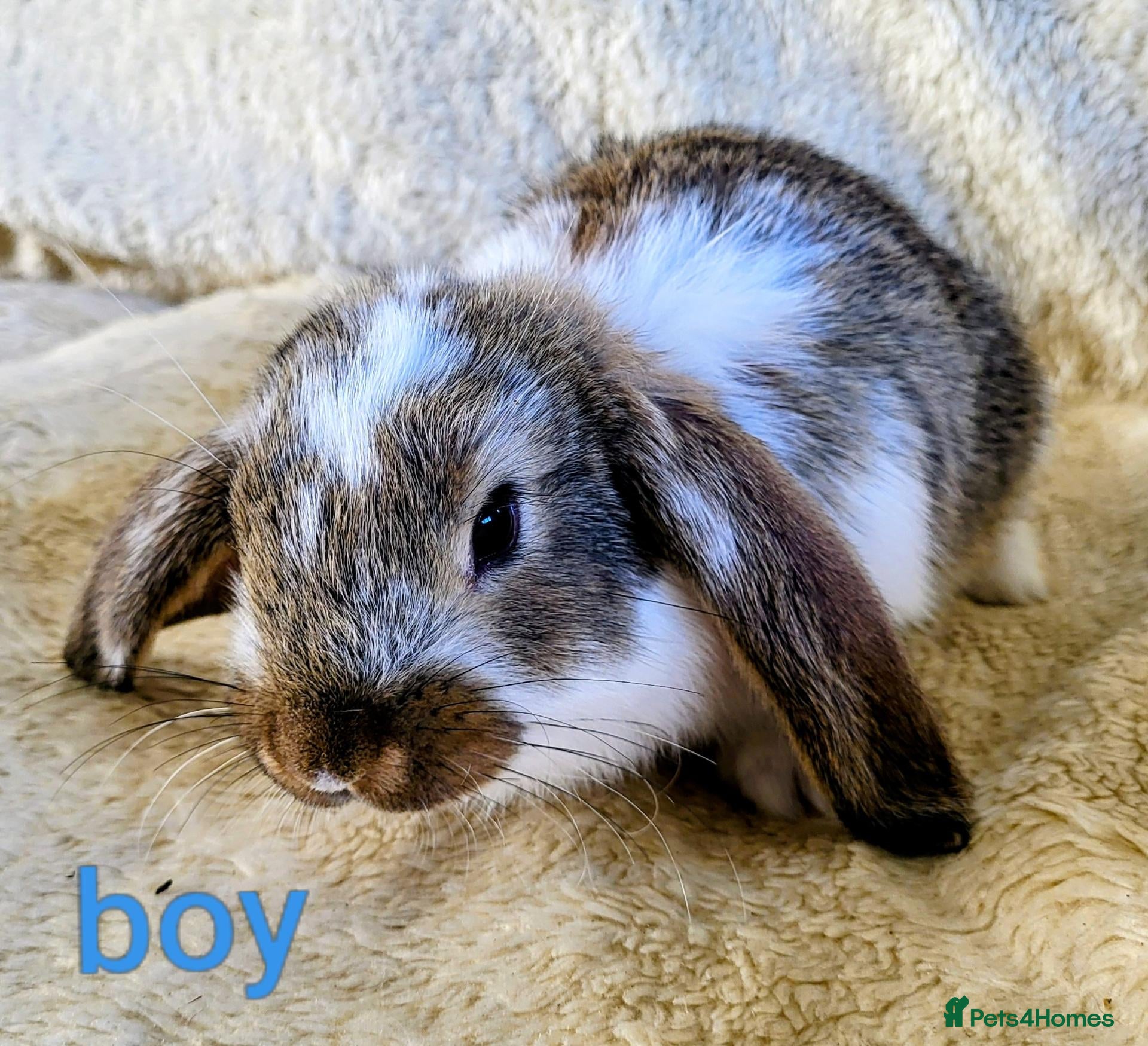 Mixed Breed rabbits for sale: French lop x mini lop - Advert 7