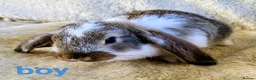 Mixed Breed rabbits for sale: French lop x mini lop - Advert 9