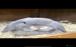 Mini Lop rabbits for sale: Stunning pure mini lop baby rabbits  - Image 11