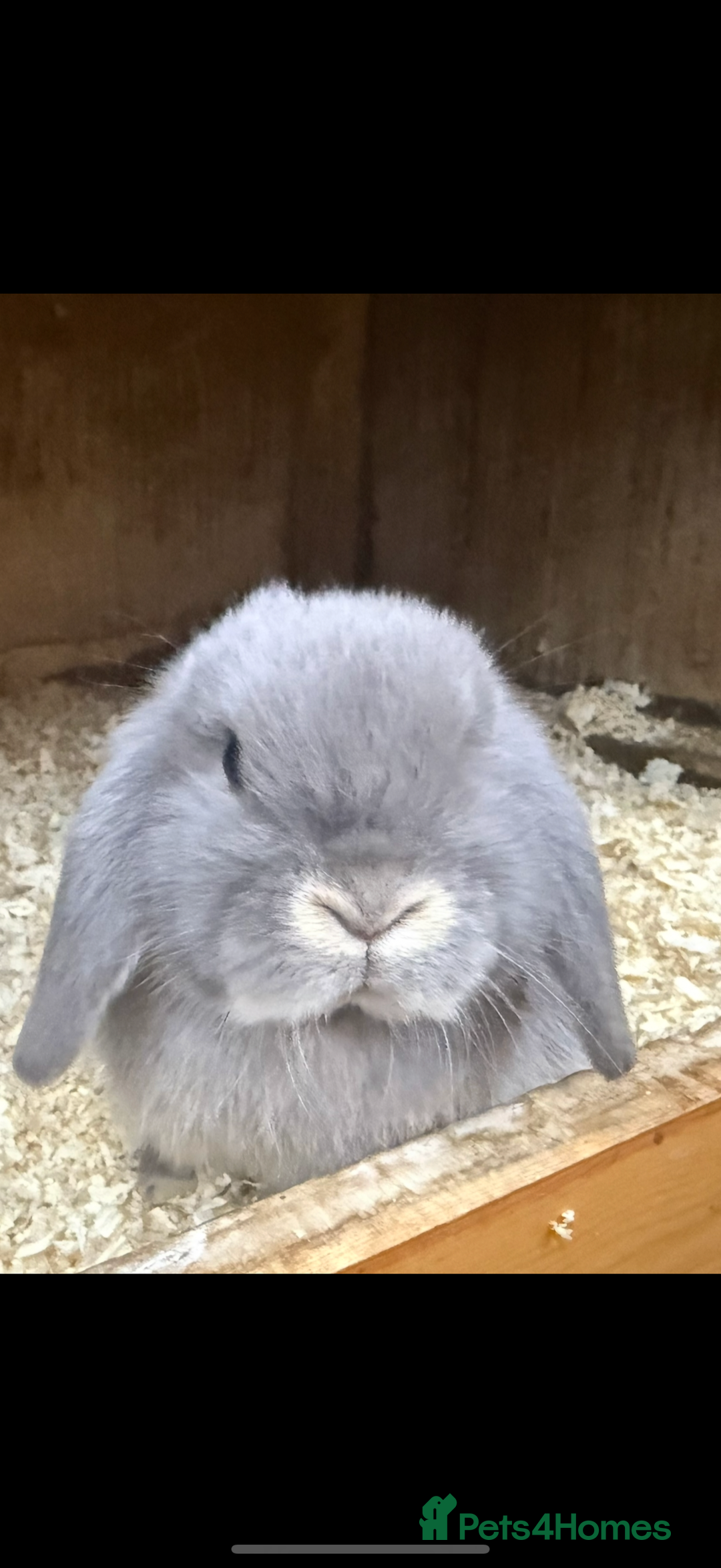 Mini Lop rabbits for sale: Stunning pure mini lop baby rabbits  - Image 11