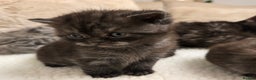 British Shorthair cats for sale: ✨️RARE✨️Black smoke BSH and 1 blue longhair - Advert 17
