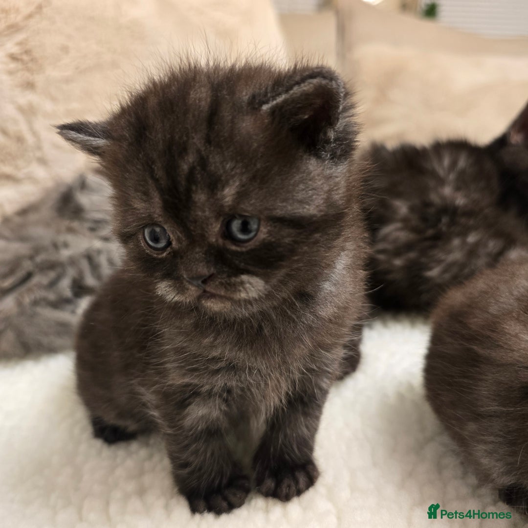 British Shorthair cats for sale: ✨️RARE✨️Black smoke BSH and 1 blue longhair - Advert 17