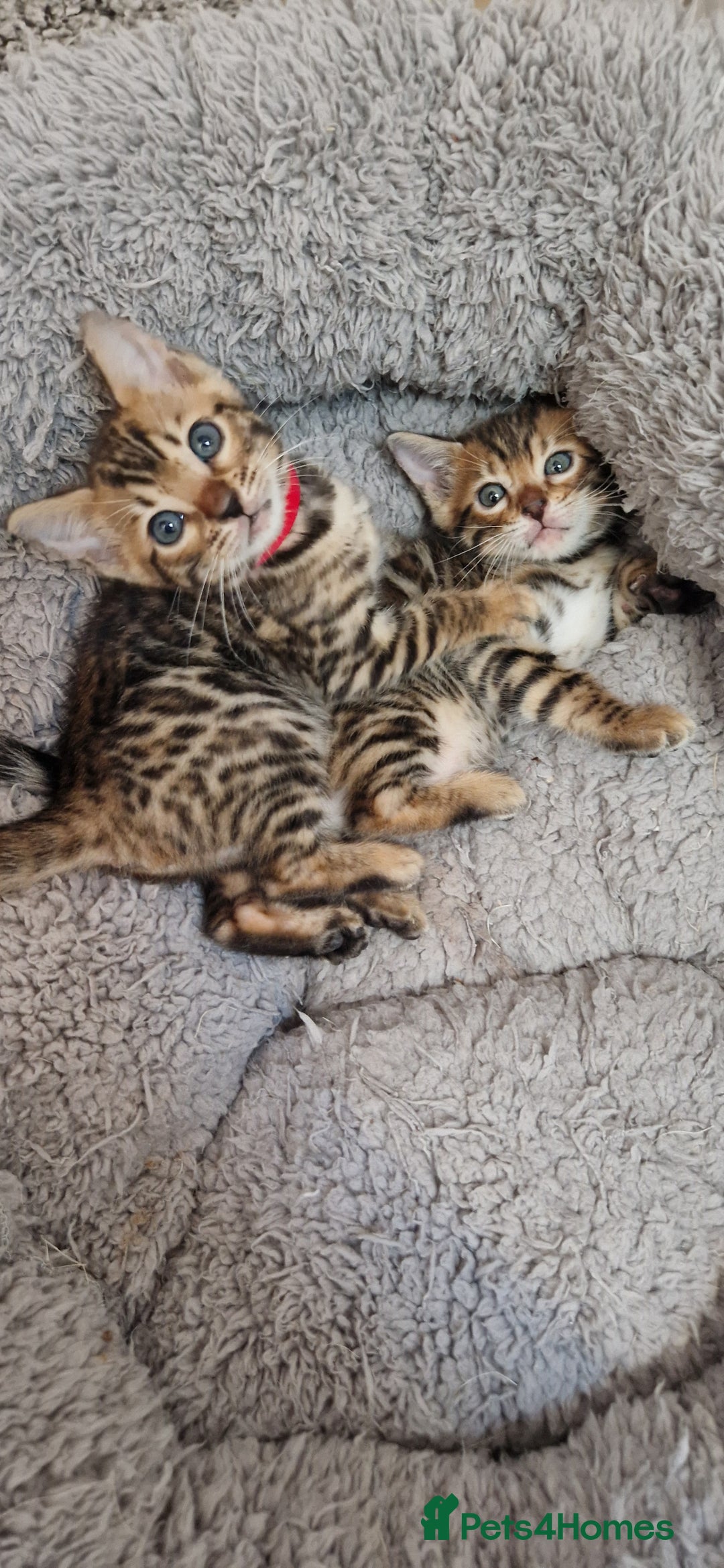Bengal cats for sale: Pure Bengal kittens ❤️  - Image 8