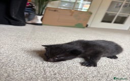 Mixed Breed cats for sale: Beautiful little of kittens  - Image 5
