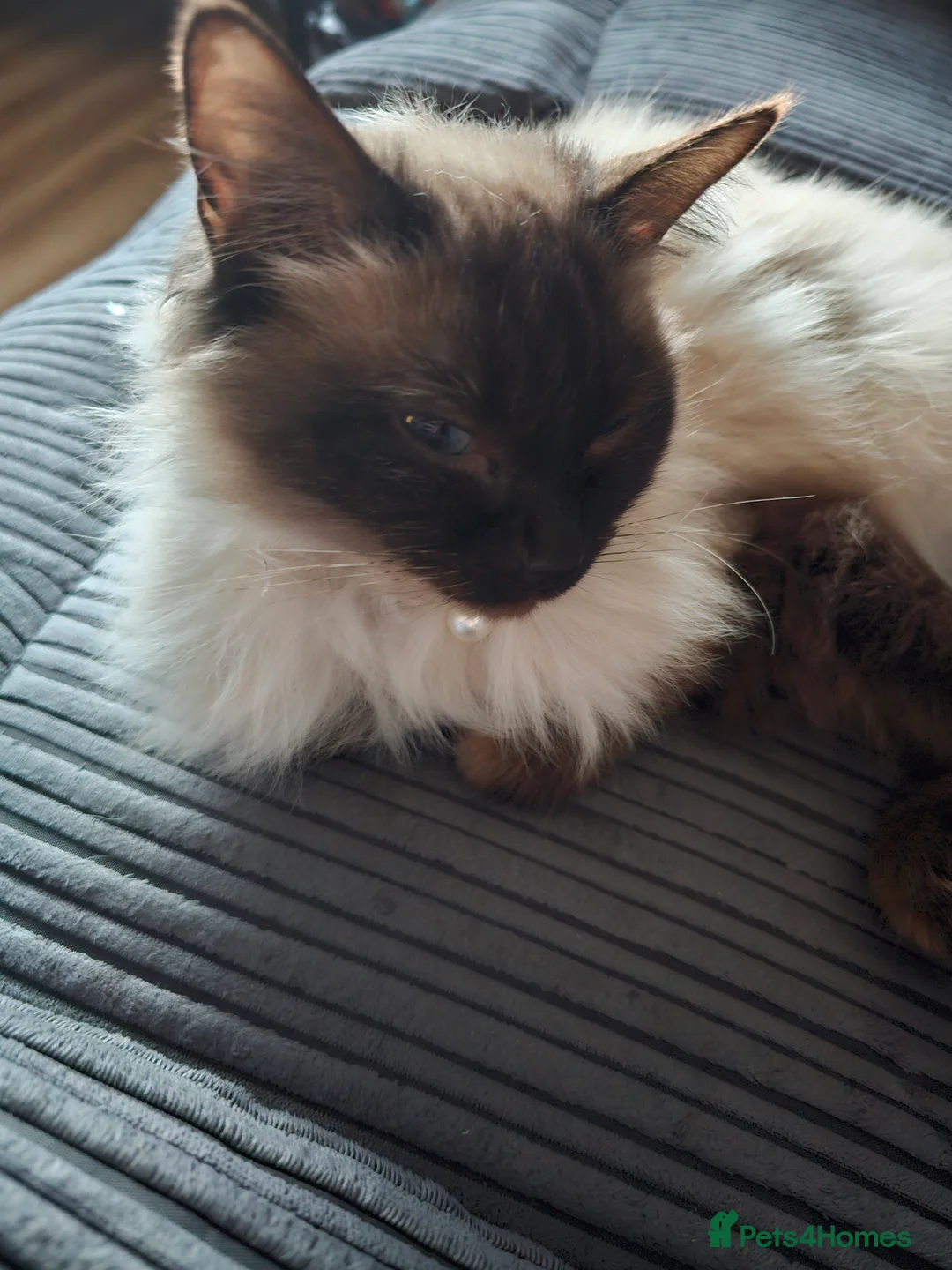 Gallery Image {{count}}