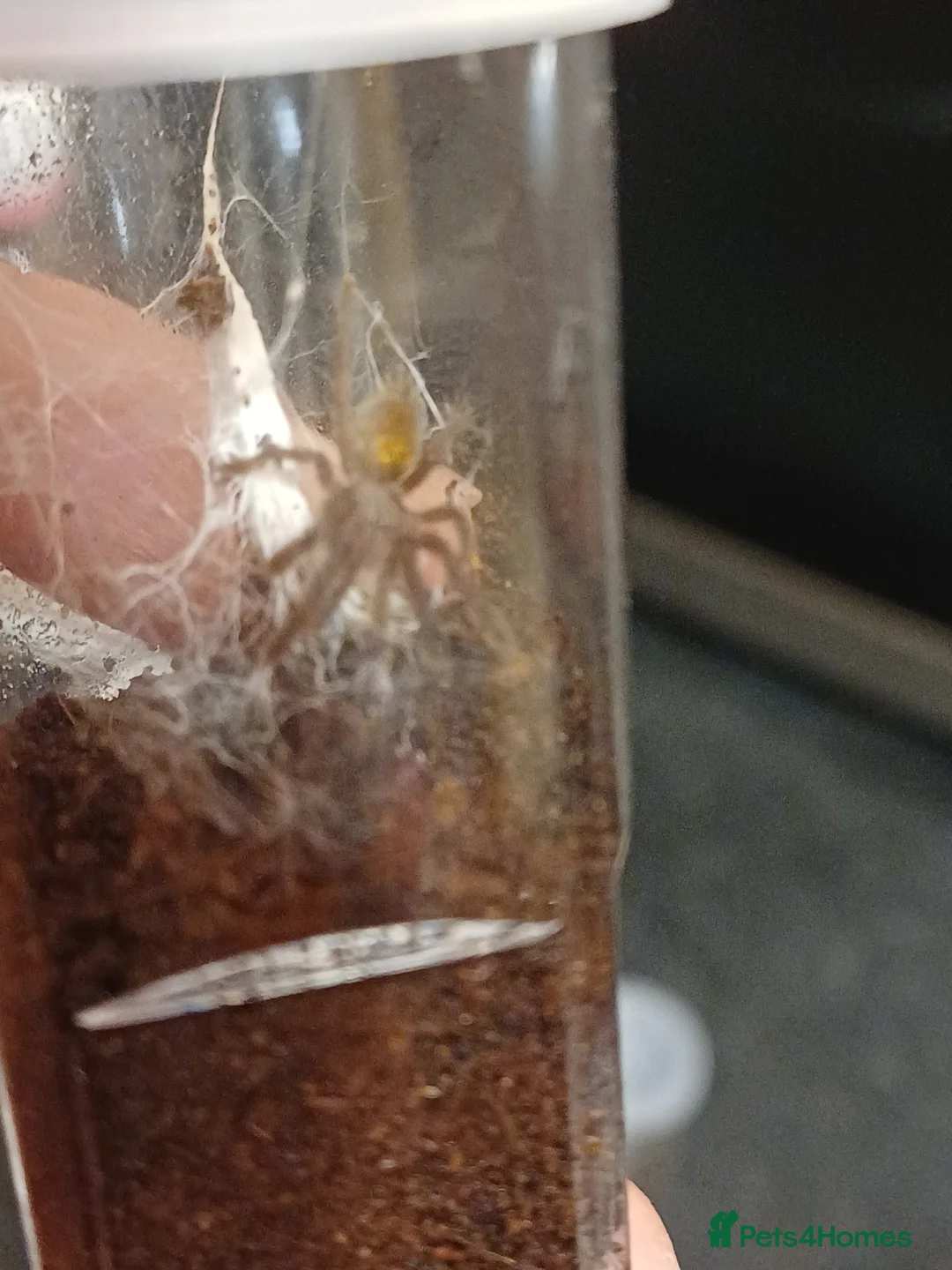 Tarantulas invertebrates for sale: OBT Spider Slings  - Advert 1