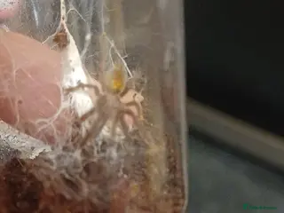 Tarantulas invertebrates OBT Spider Slings - Advert 1