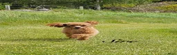 Toy Poodle dogs for sale: RKC Toy poodle in Aberdeen - Advert 6