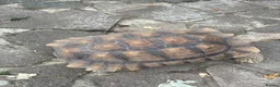 Tortoise reptiles for sale: Sulcata tortoise African  in Basildon - Advert 8