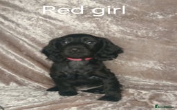Cocker Spaniel dogs for sale: 3 beautiful cocker spaniel puppies ready now  - Image 1