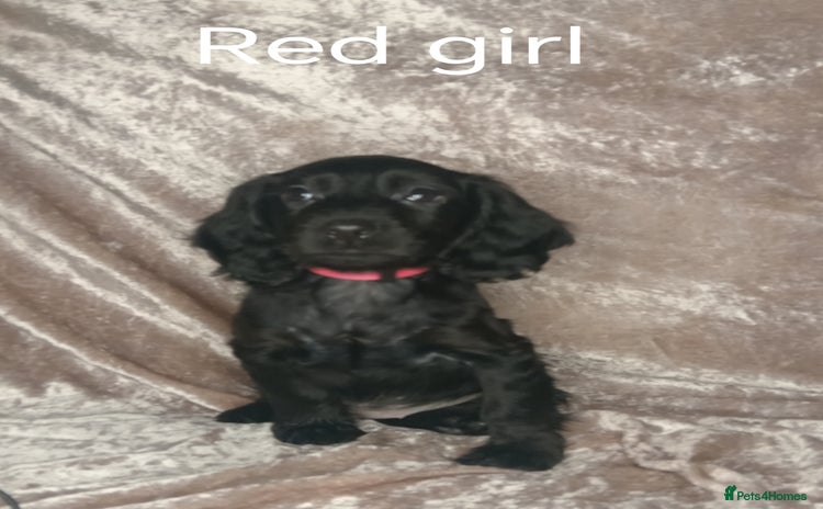 Cocker Spaniel dogs - Advert 1
