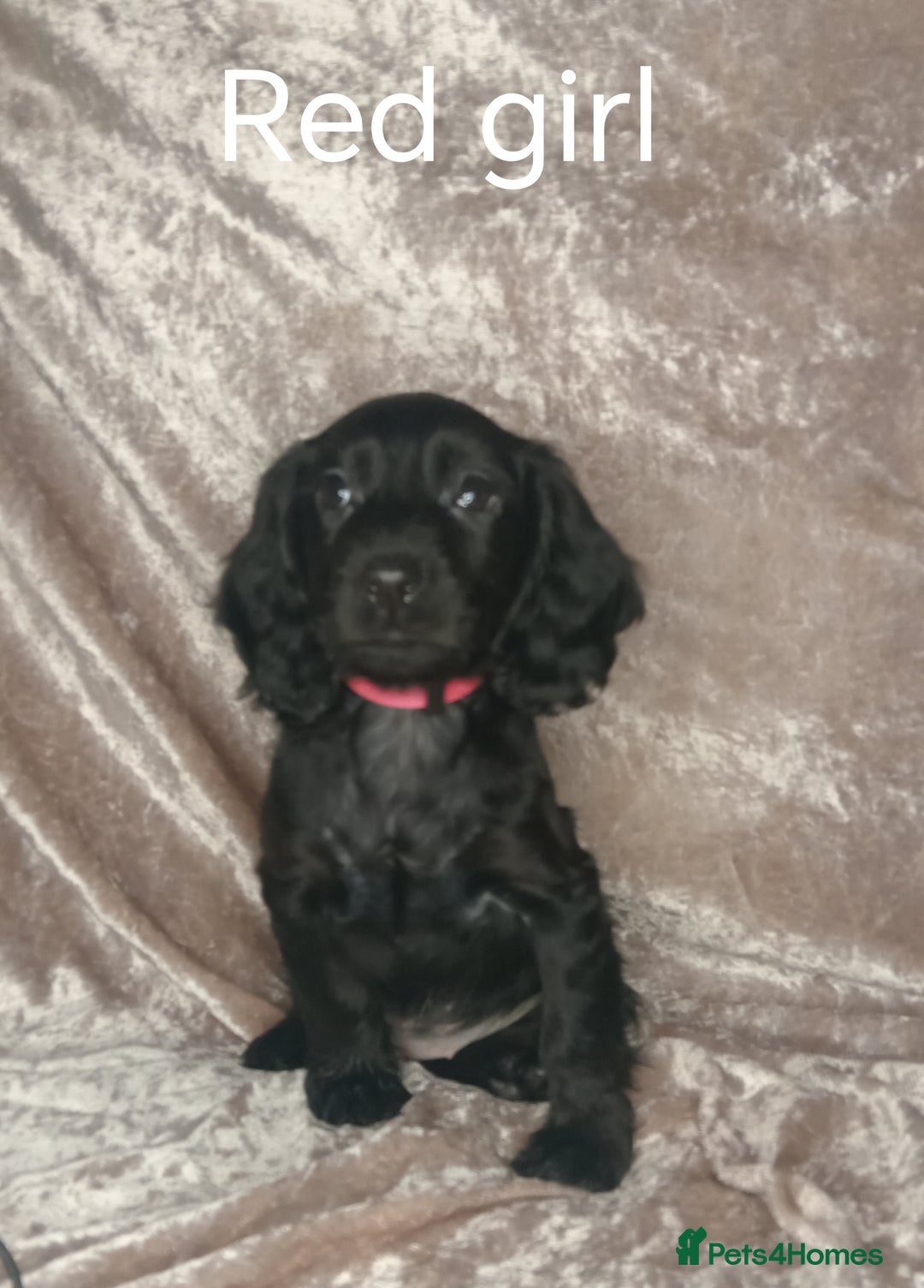 Cocker Spaniel dogs for sale: 3 beautiful cocker spaniel puppies ready now  - Image 1