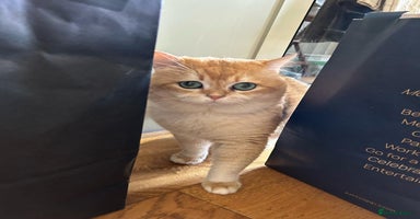 British Shorthair cats - Advert 7