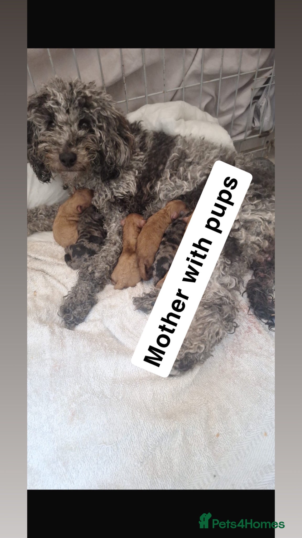 Toy Poodle dogs 4 toy poodle pups  - Advert 3