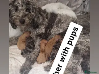 Toy Poodle dogs 4 toy poodle pups - Advert 3